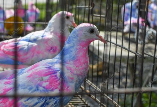 BURUNG MERPATI PELANGI