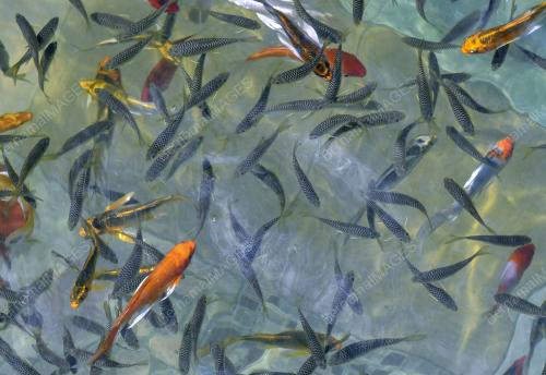 ANAK IKAN