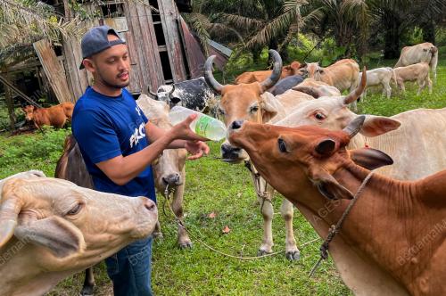 PENTERNAK LEMBU