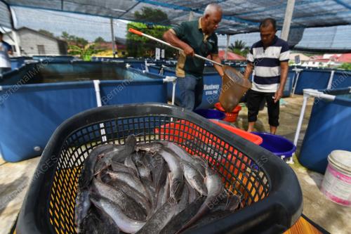 SEJATI MADANI TERNAK IKAN KELI