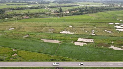 SAWAH PADI KAMPUNG KETING