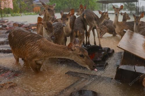BANJIR DI KANDANG RUSA