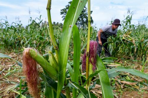 TANAMAN JAGUNG