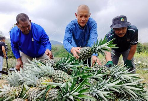 NANAS MD2 LADANG PERMATANG SUNGKAI