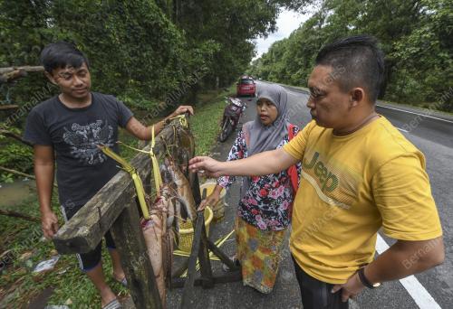 KB05_02122019_IKAN_DARAT