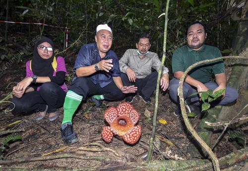 RAFFLESIA CANTLEYI