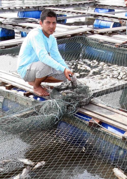 PENTERNAK IKAN AIR PAYAR