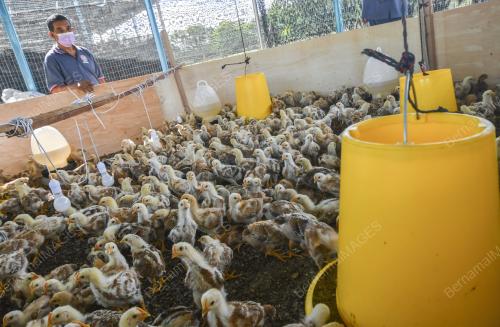 PROJEK TERNAKAN AYAM KAMPUNG KACUK
