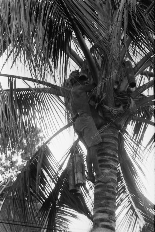 NIRA KELAPA