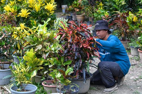 POKOK PUDING