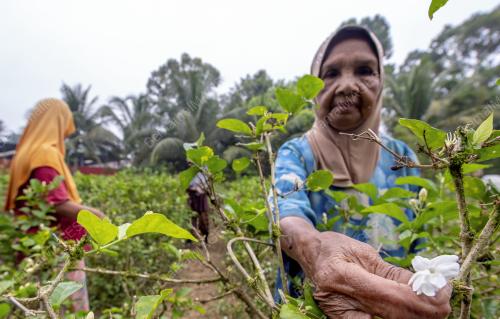 KB05_07082019_BUNGA_MELUR