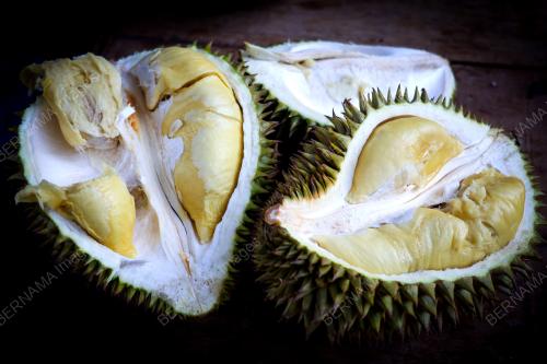 DURIAN TOK LITOK