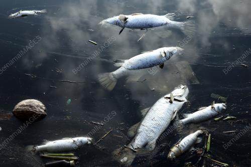 IKAN_LAGUNA