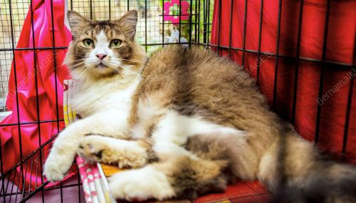 KB05_10052017_CELLY_CAT_HOUSE