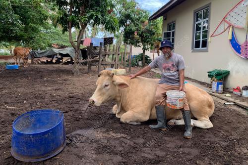 LEMBU KORBAN SADO