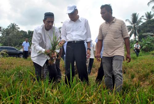KB05_13022012_SAWAH_KONTANG