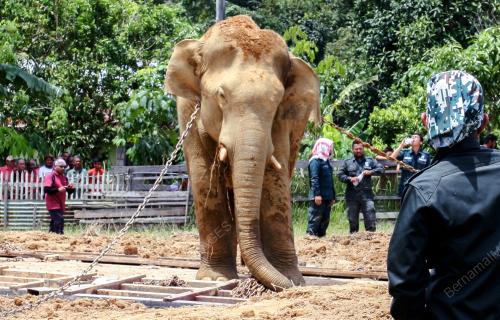 KB05_13042017_GAJAH