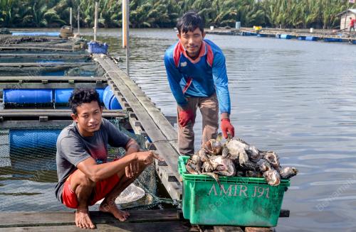 IKAN MATI