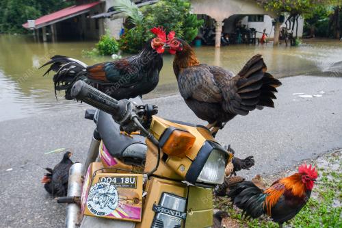 TINJAUAN BANJIR DI KELANTAN