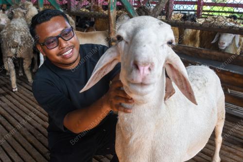 SHEEPY FARM & FROZEN DISTRIBUTION