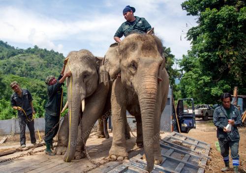 KB05_14072016_GAJAH