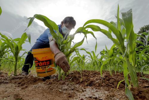 PROJEK JAGUNG SUSU