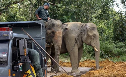 KB05_17012018_PINDAH_GAJAH