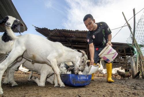 TERNAK KAMBING BOER