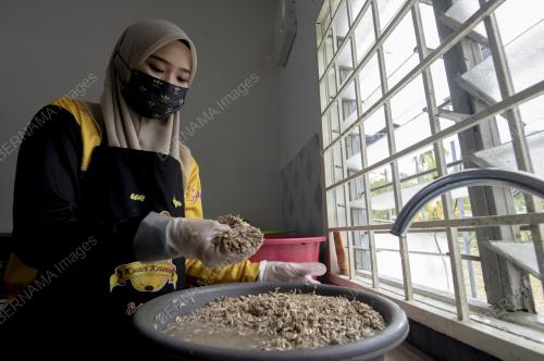 KUACI KETAWA