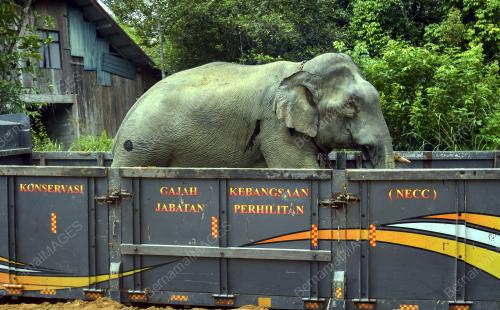 OPERASI PINDAH GAJAH