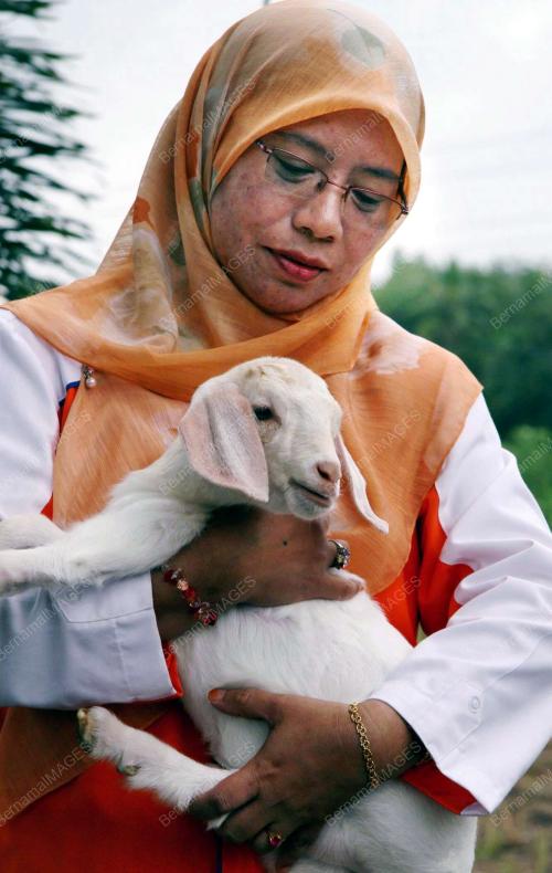 KAMBING KACUKAN BOER DAN BLACK BANGGAL