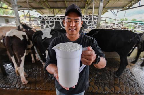 KB05_20012026_SUSU_LEMBU
