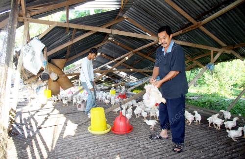 REBAN AYAM MUSNAH