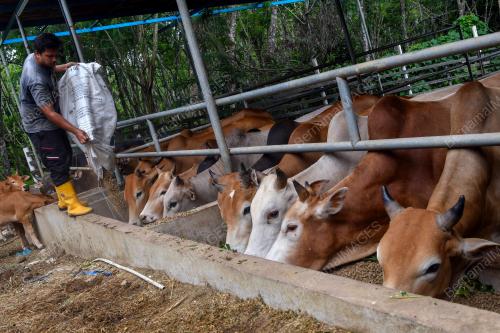 LEMBU KORBAN