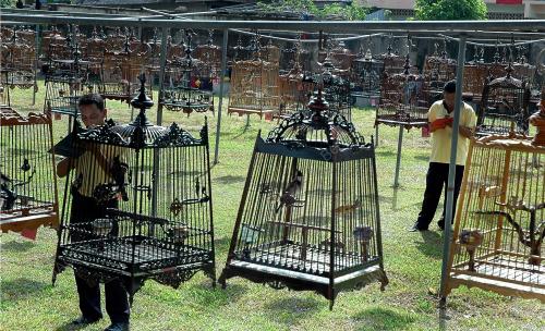 BURUNG CANDEK