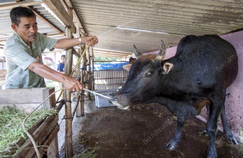 KB05_22092015_LEMBU_KORBAN