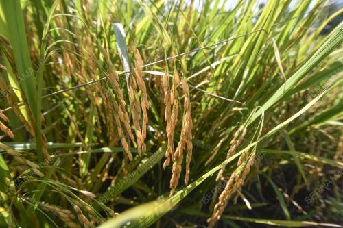 TINJAUAN AKTIVITI PEKERJA SAWAH PADI