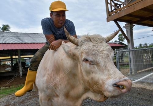 PENTERNAK LEMBU