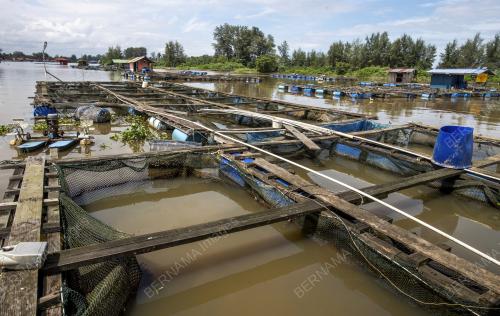 IKAN_MATI