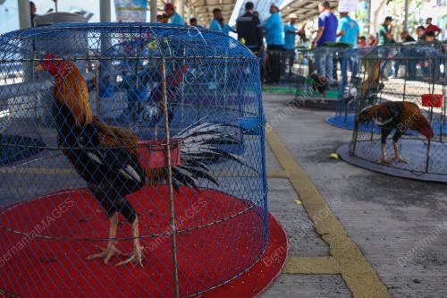 PERTANDINGAN RATU AYAM PERINGAT NASIONAL
