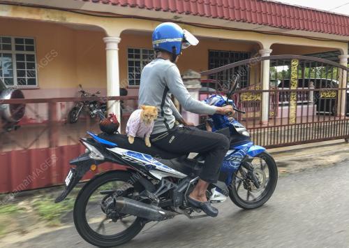 MUHAMMAD AMIR MUSTAPA