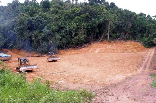 CEROBOH HUTAN