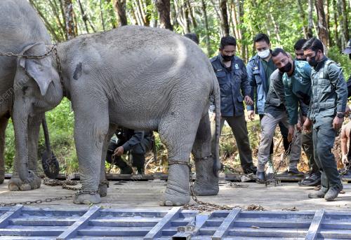 OPERASI PINDAH GAJAH