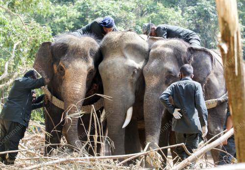 KB05_26042016_PINDAH_GAJAH