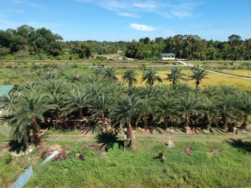POKOK KURMA