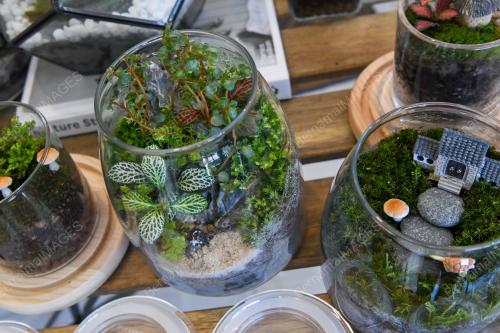 TERRARIUM HIASAN
