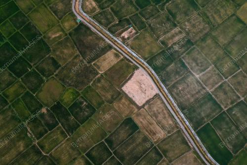 SAWAH PADI KEMARAU