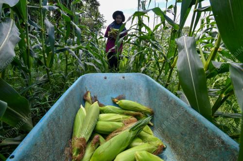 TANAMAN JAGUNG