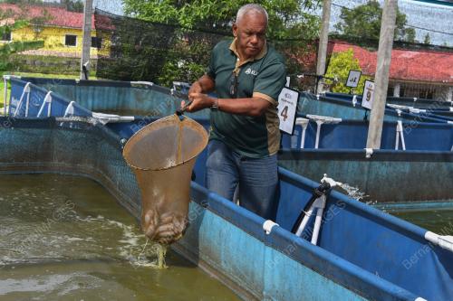 SEJATI MADANI TERNAK IKAN KELI