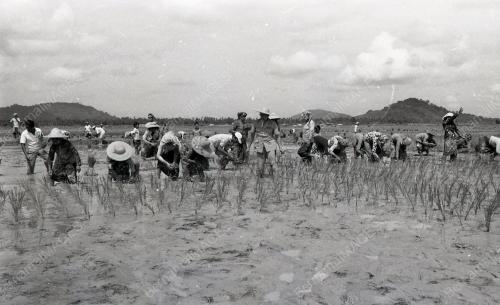 UPACARA MENCEDUNG PADI